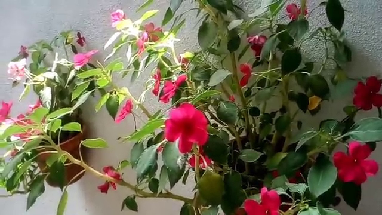 plantas de alegrias con flores - YouTube