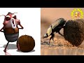 LARVA SEASON 6 FULL EPISODE | CARTOON NEW VERSION TOP 50 EPISODE