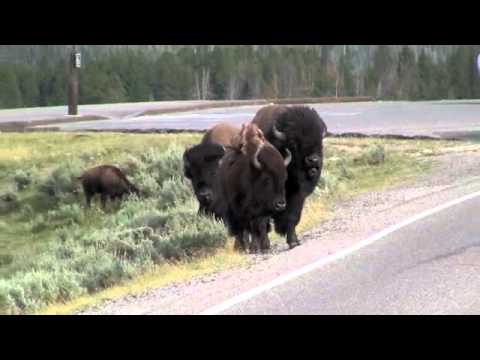 Yellowstone bison rams a minivan.m4v