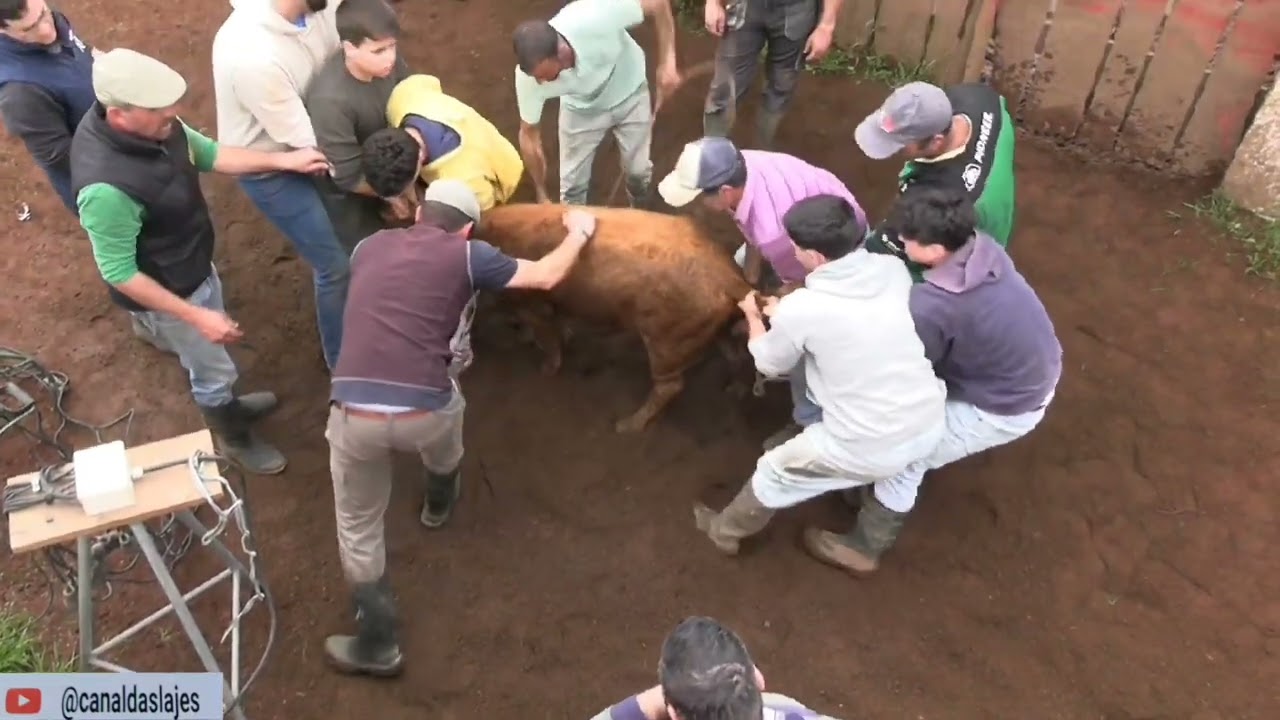 Dia Ferra Ganadaria RB touro do caminho 24 maio 205