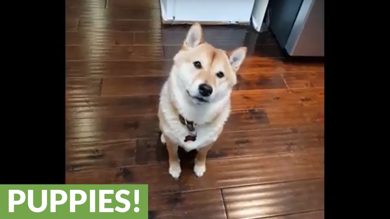 Shiba Inu Thinks He Can Outsmart His Owner