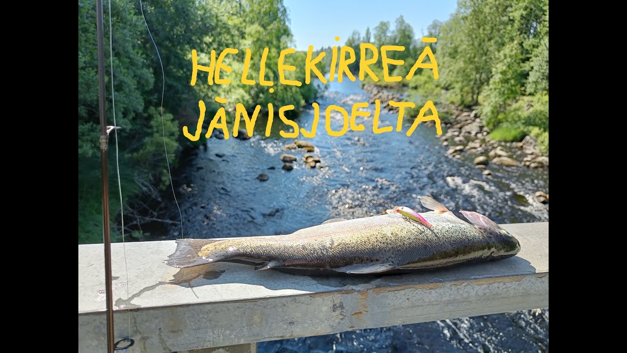 Kirjolohen kalastusta Jänisjoella keskikesän 2024 helteillä
