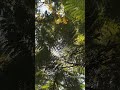 Nature #cinematicvideo #shotoniphone #nature #capcut #shijubasil #flowers #tree