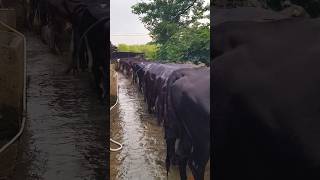 Ek melinear ne kaha tha #cow #baffalo #dairyfarm #farming #dairyherd #dairyproducts