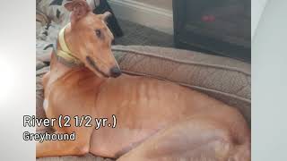 Pet Connection River 1-21-212