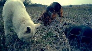 FUNNY DOGS VIDEO! White Swiss Shepherd Dog. German Shepherd. Dachshund / БШО. Немецкая Овчарка.ТАКСА