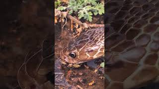 How a Snake Drinks Water in Different Places | Real Snake Behavior 🐍💧