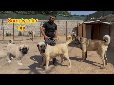WE WENT FROM ERZINCAN TO KAYSERI TO GET A PUPPY; THE FEMALES HERE ARE BIGGER THAN THE MALES ON TH...