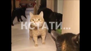 Зоозащитники заявляют о массовом убийстве кошек на заводе. Зоозащитники заявляют о массовом убийстве кошек на заводе.