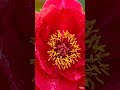 Flower Blooming Time Lapse 🌺 | Satisfying Macro Transformation