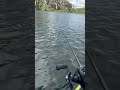 Piranha-branca JUMENTA! #riosaofrancisco #Brasil #fishing #kayakfishing #pescaesportiva