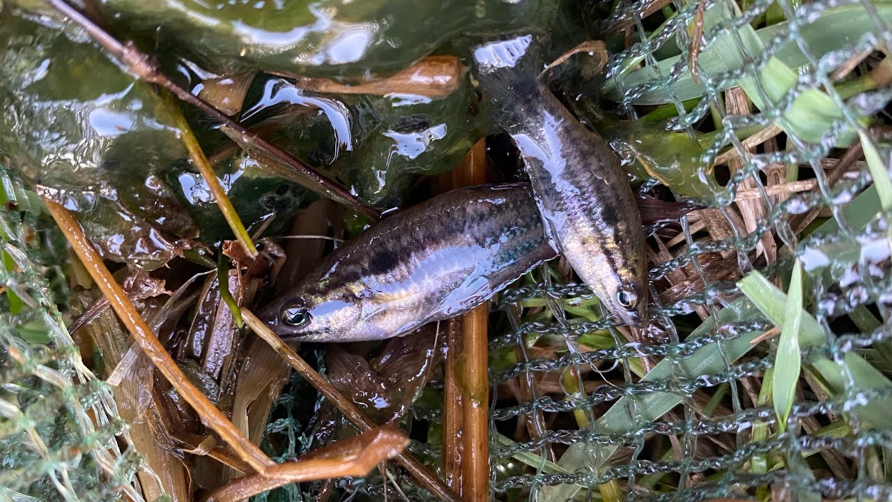 Fish Catching Insect Amazing catch observe aquatic insects in rural frog, fish, and shrimp # ...