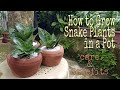 How to Grow Bird's Nest Snake Plant (Sansevieria Hahnii) in a Pot | Care and Benefits