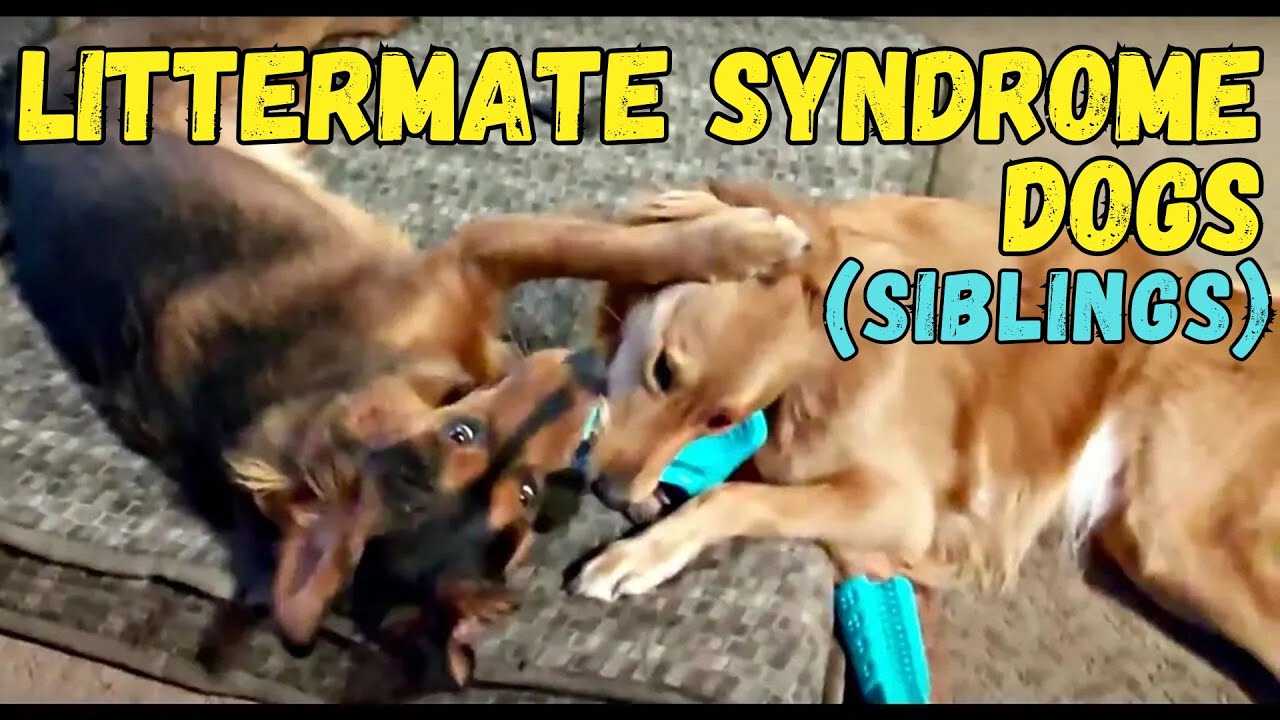 Dog Siblings Two Littermate Syndrome Dogs Learn Boundaries YouTube