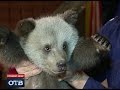 Медвежатам-подкидышам из Екатеринбургского цирка дали имена