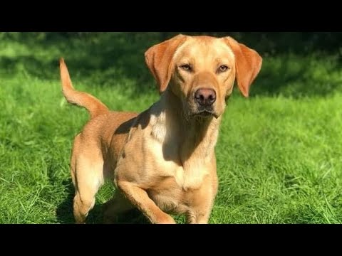 Simple dog training. What is a blind retrieve?