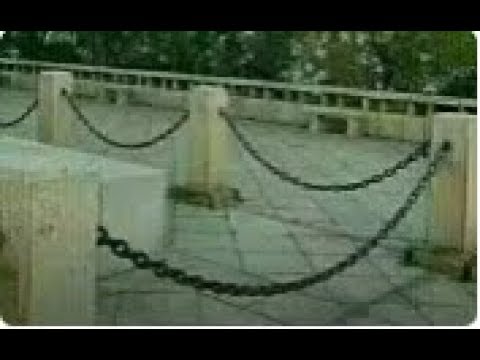 【膜蛤】中华急行