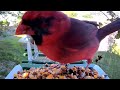 More of our Male Cardinal Bird Watching