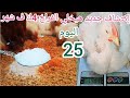 قنبله الأوزن الوزن كيلو 900 عمر 25 يوم سيبك من غلاء العلف وحط معلقه واحده هتخلي الفراخ 4ك ف شهر 
