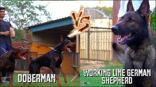 Doberman vs Working Line German Shepherd | Which is better & Price | #2024