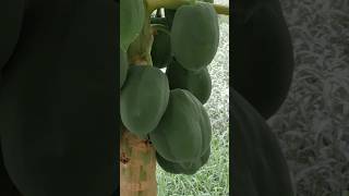 Fruit plants🌱🤢 #kitchen garden#healthy aur vitamin se bharpur#organic gardening #youtubeshorts