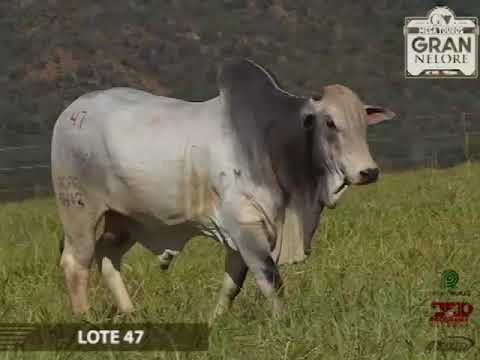 LOTE 47