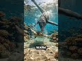 The Giant Mosasaurs That Ruled the Ancient Oceans