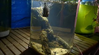 Black Water Swamp (in a Jar) Scud Aquarium Setup