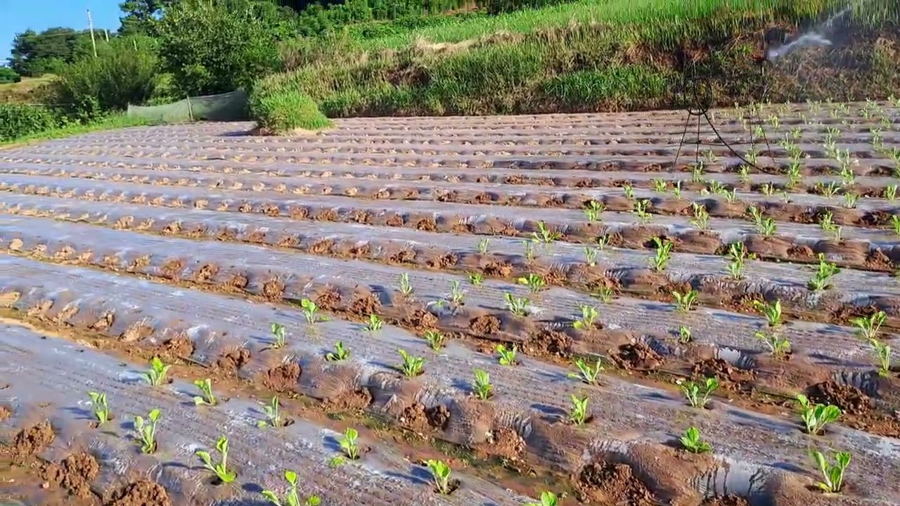 배추재배 이것만은 꼭 피해서 관리하면 편하게 다수확 합니다