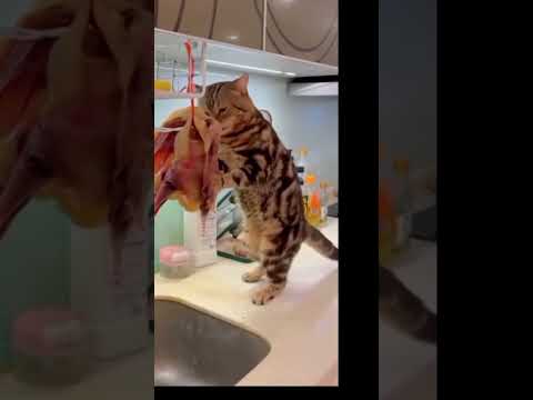 #funny #funnycats #animalcomedy #animaljokes #animalshorts #funnyshorts #shorts