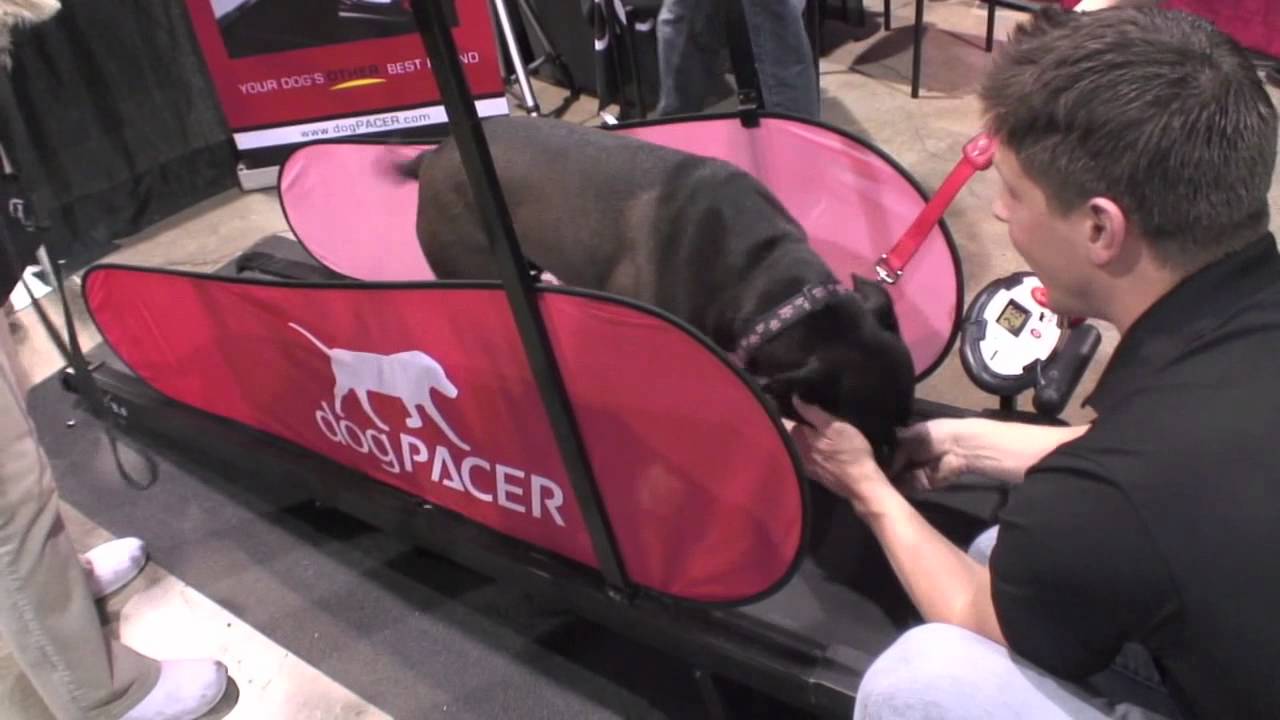 dogpacer mini