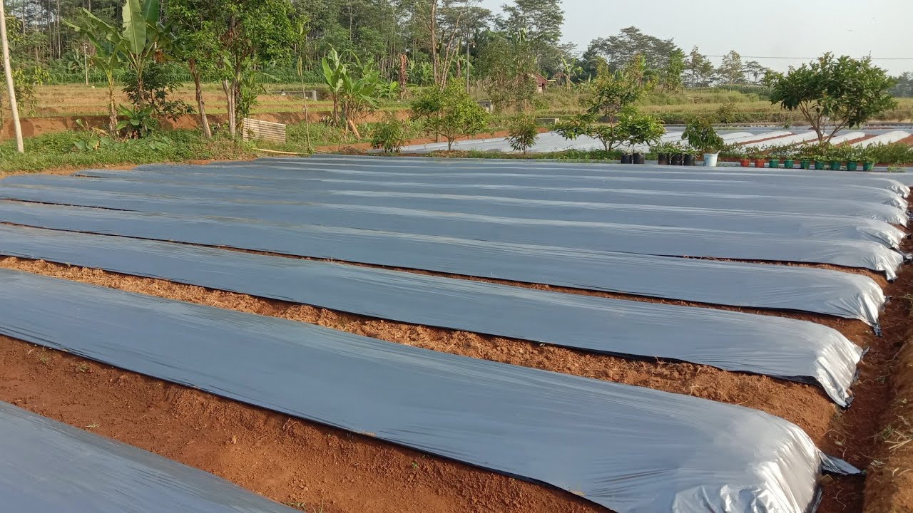 Panduan Lengkap.!! Cara Memasang Plastik Mulsa, Masih Banyak Yang Keliru..