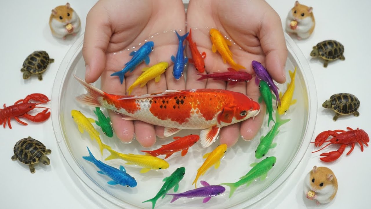 Catch beautiful aquarium fish in small pond baby turtles, molly fish, pencil fish, guppies, iguanas.