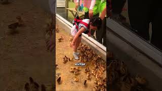 La bajaron entre miles de pollitos 🐥