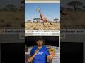 Giraffe How Does Its 18-Foot Body Handle 56 km/h? 🦒#wildlife #shorts #nature