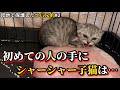 保護した子猫を撫でてみる。