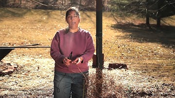 How to Prune Clematis Fireworks : Pruning Tips