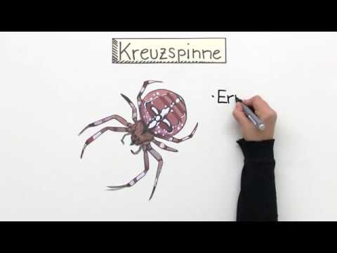 Video: Spinnenbiss 