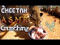 Cheetah ASMR  Crunching Down 6lbs Of Chicken In 10 Minutes | Slow &amp; FAST Cat Teeth Licks Bowl Clean