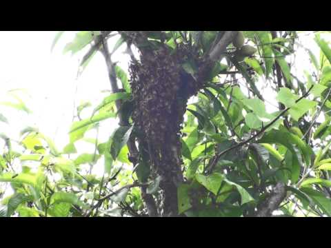 Kids Shoot Bee Hive with Airsoft Guns
