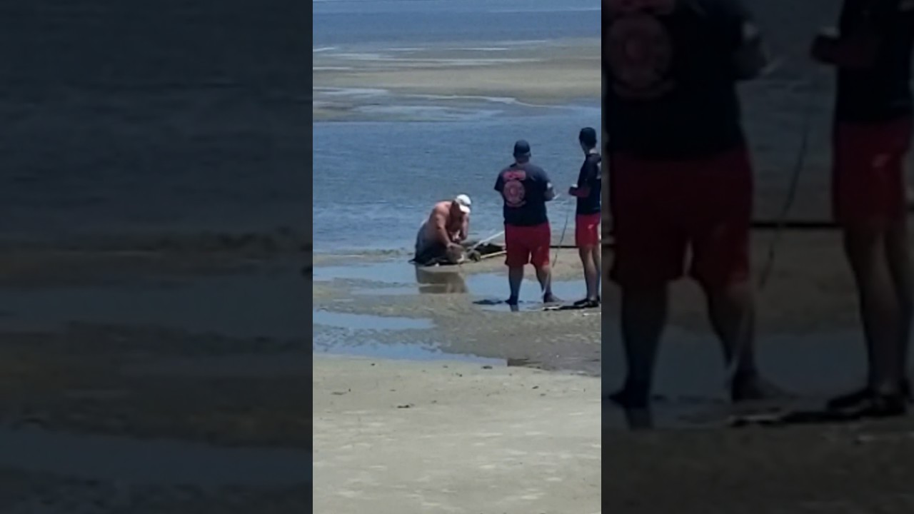 Alligator On St. Simons Island Beach