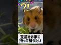 【豆苗をお家へ持って帰るハムスター】 #ゴールデンハムスター #ハムスター #ゴルハム #hamster #癒し #小動物 #かわいい #パイプ #動物