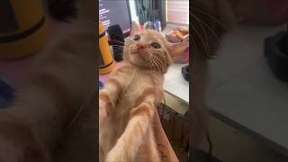Funny Cats 😺 Episode 124 #Shorts