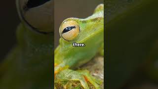 How This Frog Defies Gravity