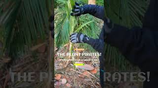 We Found A Free Discarded Tropical Bearded Iris Plant In The Trash