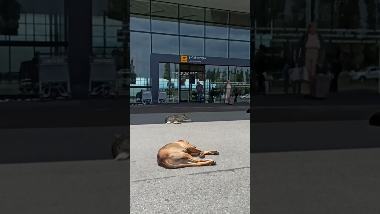 #travel #грузия #georgia #кутаиси #hund #батуми2025 #собаки #kutaisi #flughafen #аэропорт #dogs