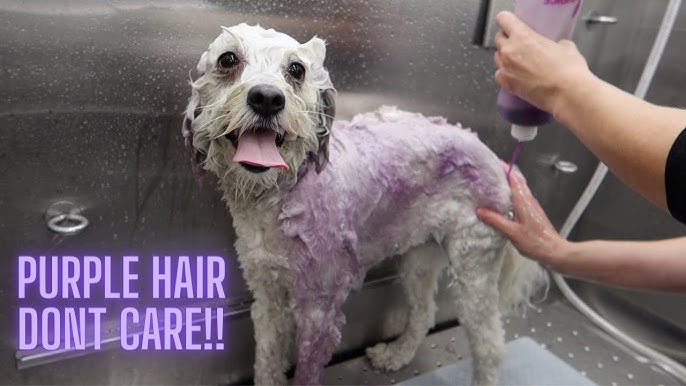 How to Get Rid of Matted Poodle Hair: Expert Grooming Tips