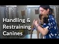 Veterinary Technician and Assistant Training: Handling and Restraining Dogs Veterinary Technician and Assistant Training: Handling and Restraining Dogs