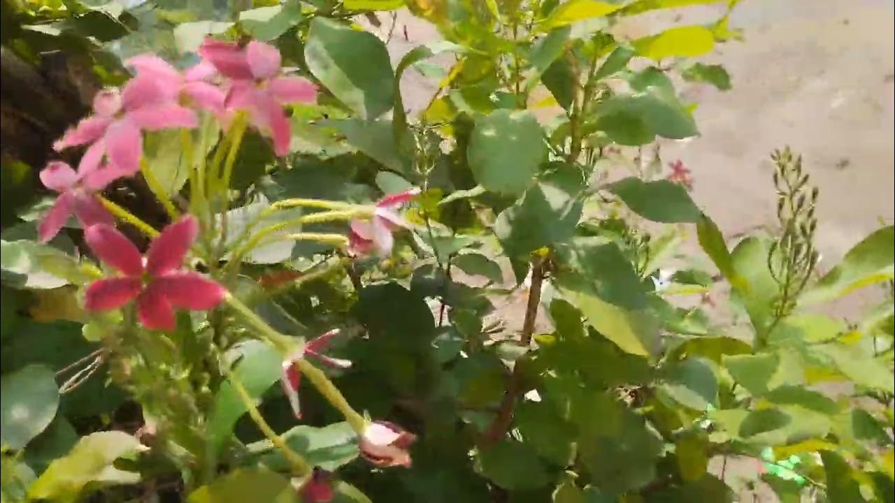 Madhobi Lota Flower plant #madhobilota #flowers #plants #gardening # ...