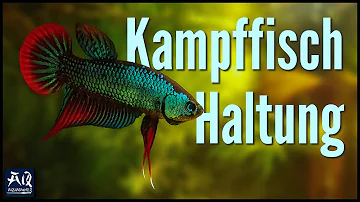 Wie lange lebt ein Kampffisch im Aquarium?